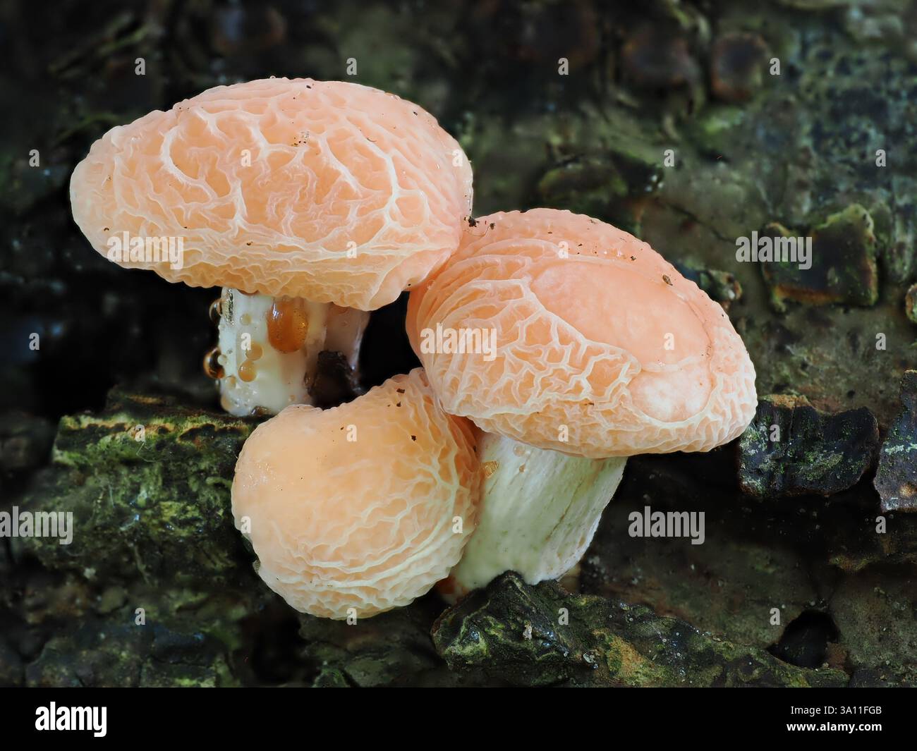 Wrinkled Peach Fungi (Rhodotus palmatus) Restharrow Woodlands, Sandwich ...