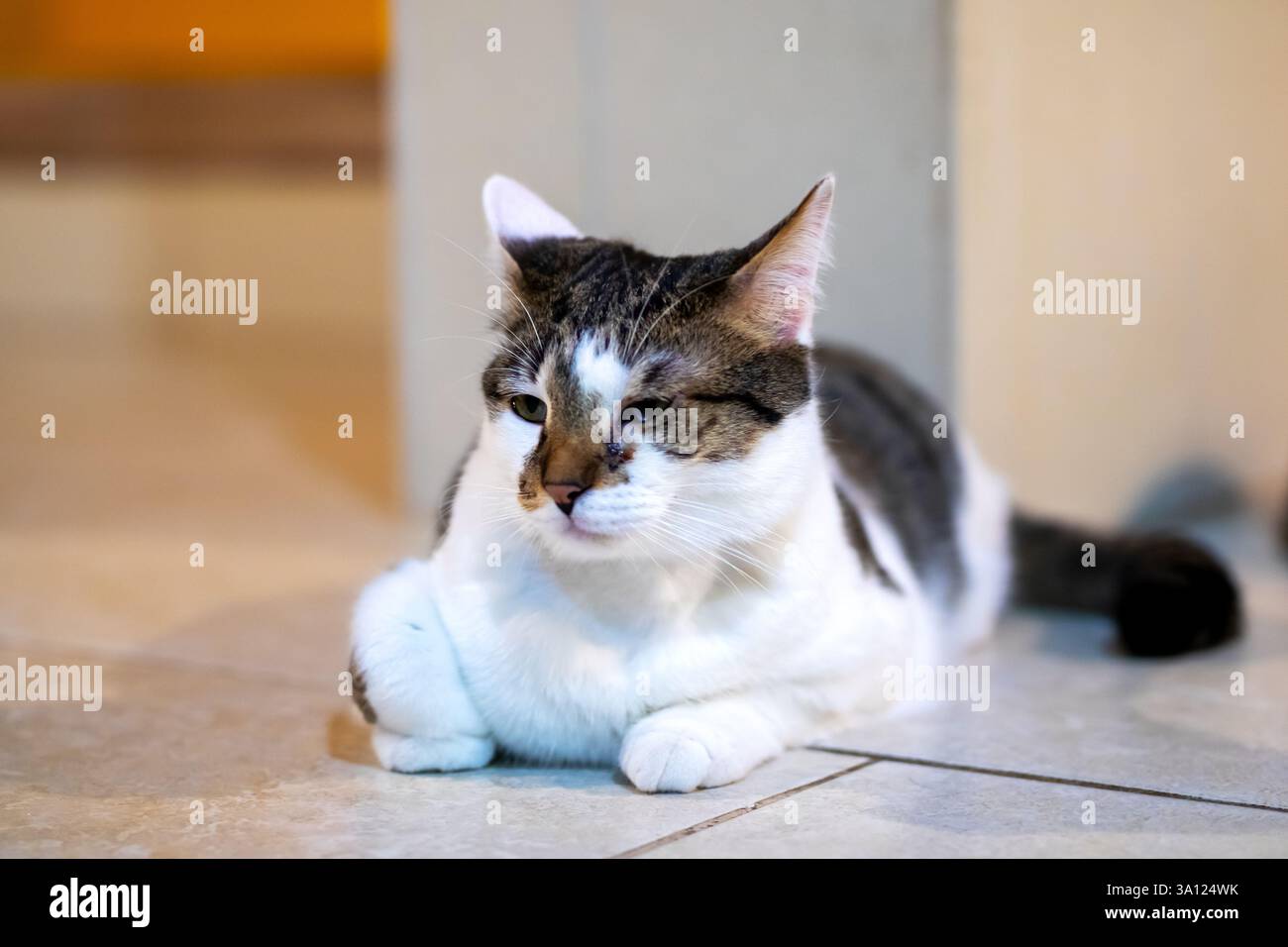 A cat comfortably laying on the floor with one eye closed, appearing ...