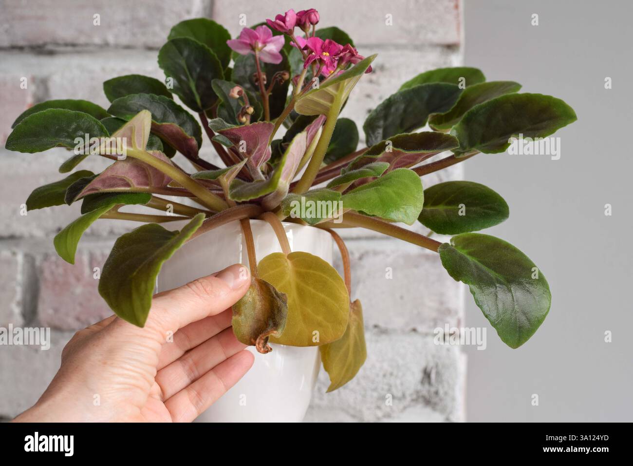 Person's hand holding wilted yellowed African Violet leaves to determine the problem Stock Photo