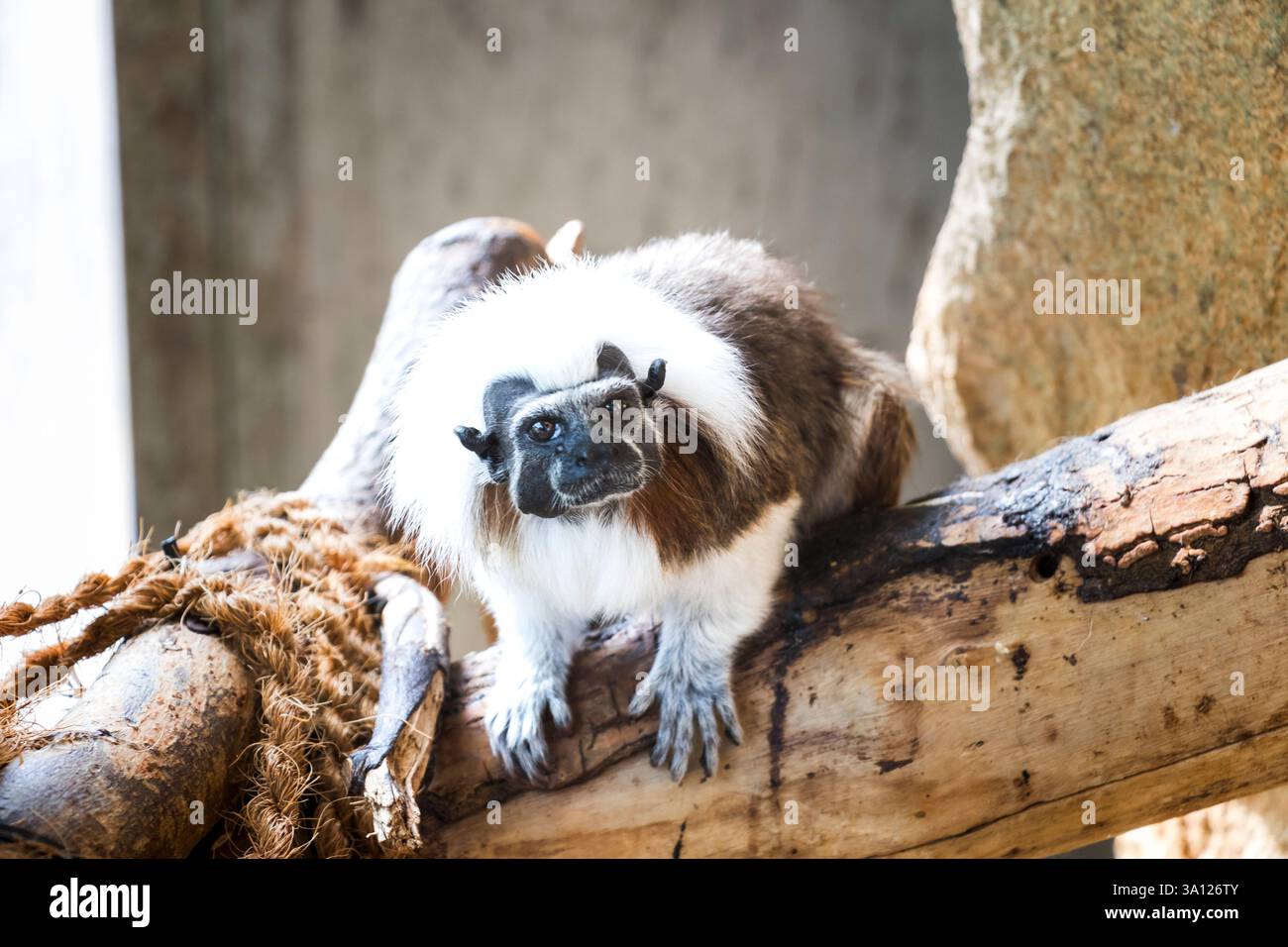 Mammals various hi-res stock photography and images - Alamy