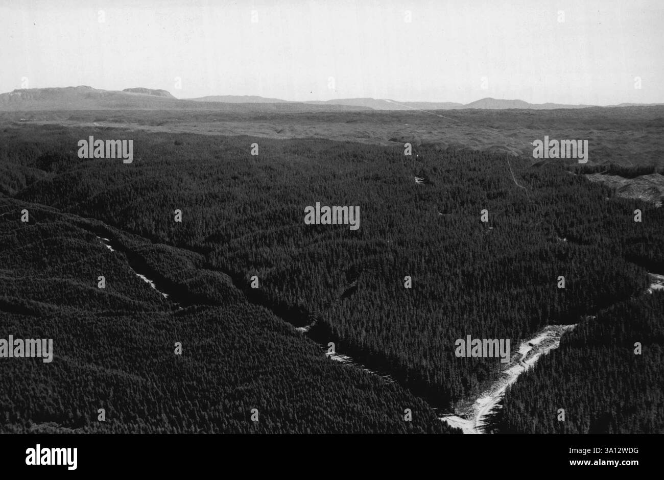 View of Source of New Zealand's self-sufficiency in newsprint - part of the ...