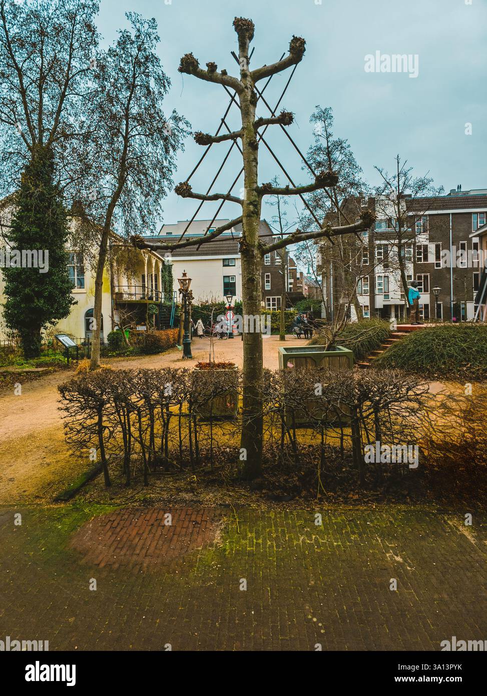 A unique tree with pruned branches forming a triangular shape stands in ...
