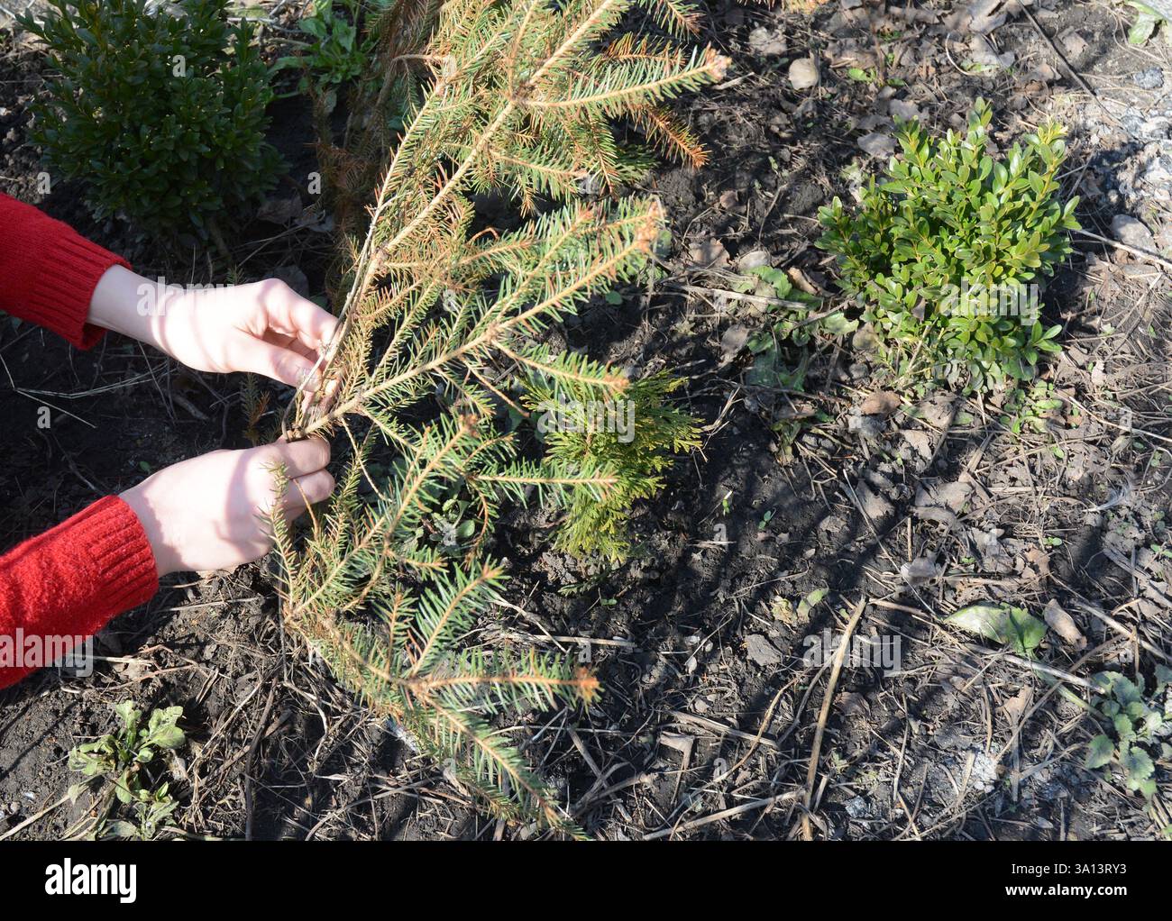 Protecting  thuja and boxwood plants from spring sunburn. A gardener makes a shade for a thuja from evergreen tree branch from the spring sun. Stock Photo