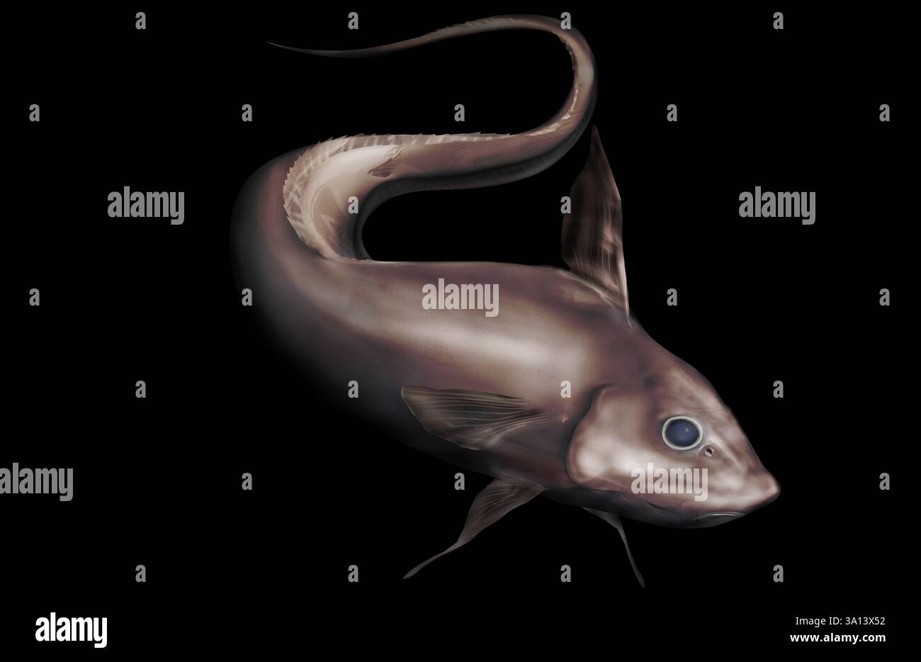 Rattail fish hi-res stock photography and images - Alamy