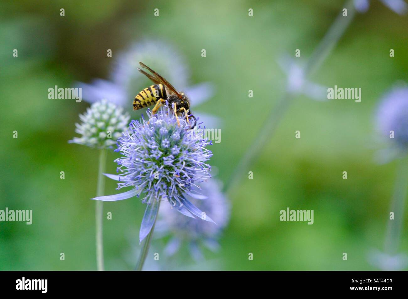 Macro photo of a Common Yellowjacket visiting sea holly flowers in an Utah garden during summer/August. . Stock Photo