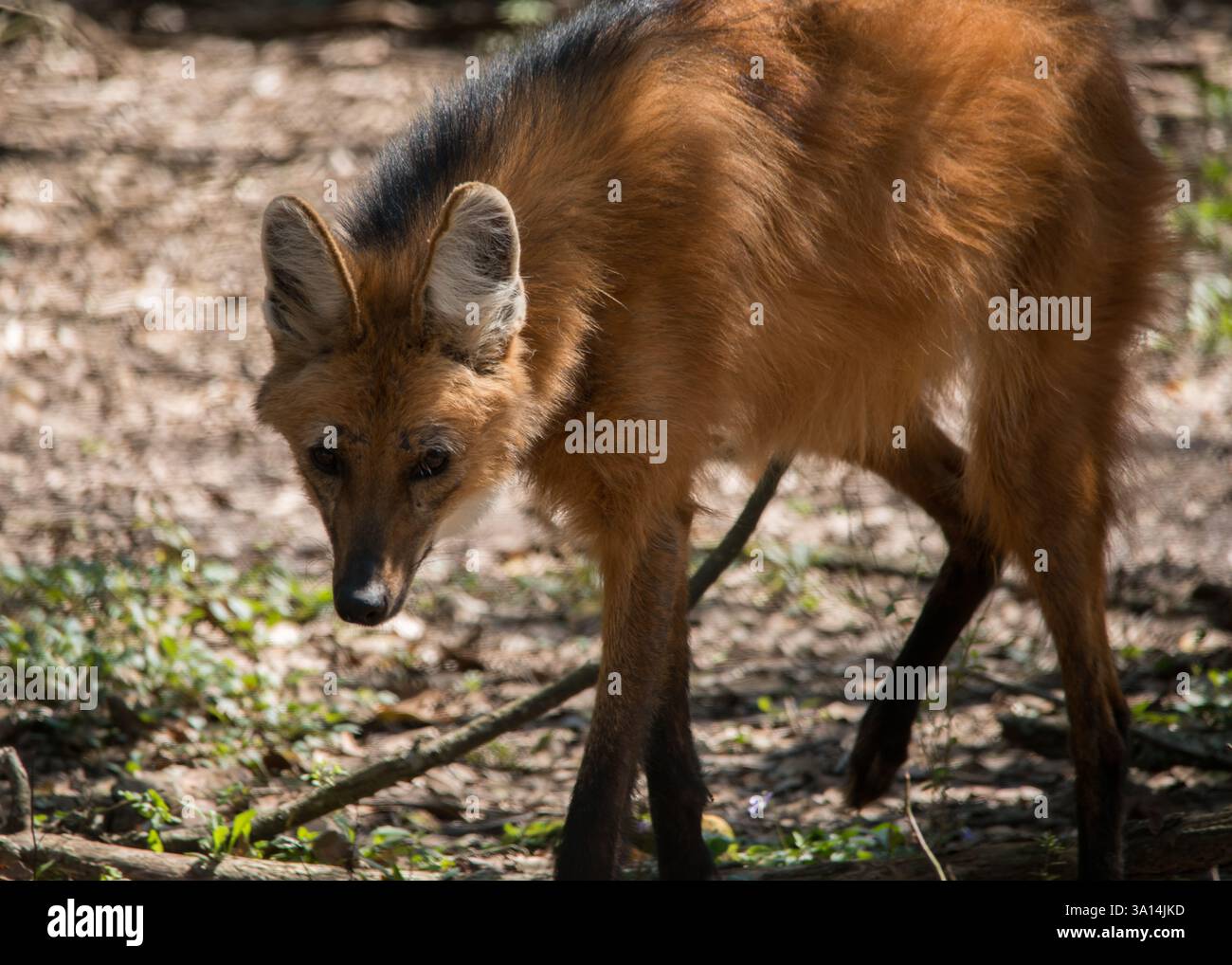 Brazilian wolf hi-res stock photography and images - Alamy
