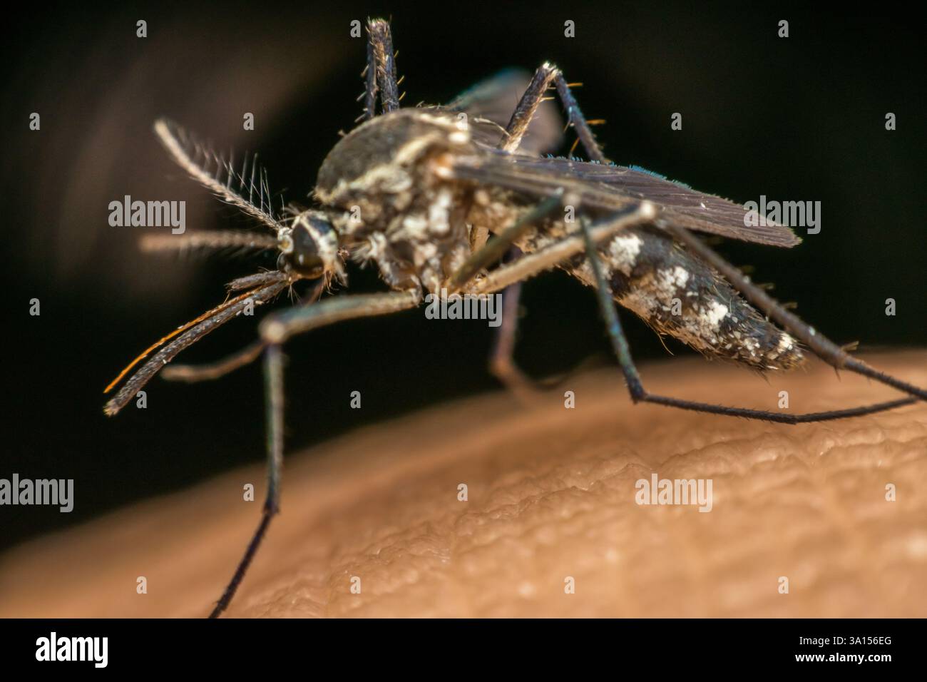 macro-of-mosquito-aedes-aegypti-sucking-blood-close-up-on-the-human