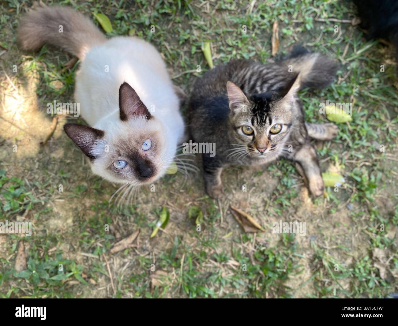 Cats looking up at the camera. - Smartphone Captured Stock Image