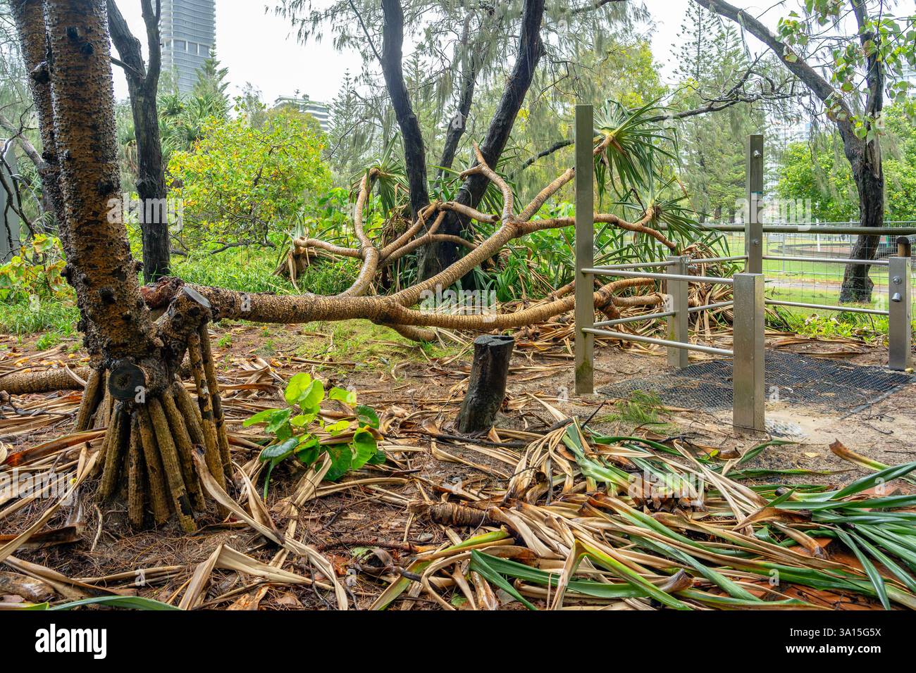 Gold Coast, QLD, Australia - Mar 7, 2025: Broken trees after the stormy ...