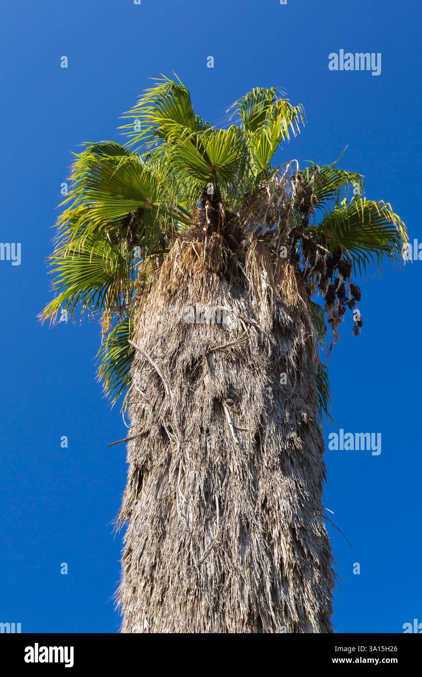 Washingtonia filifera palm fruit hi-res stock photography and images ...