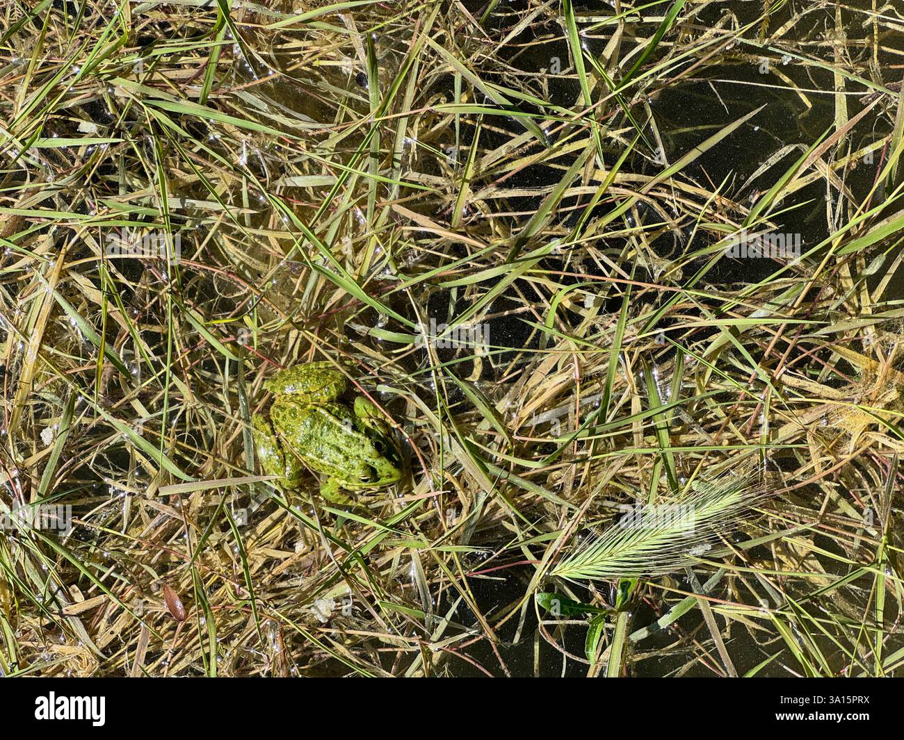 Green frog in swamp grass summer Stock Photo - Alamy
