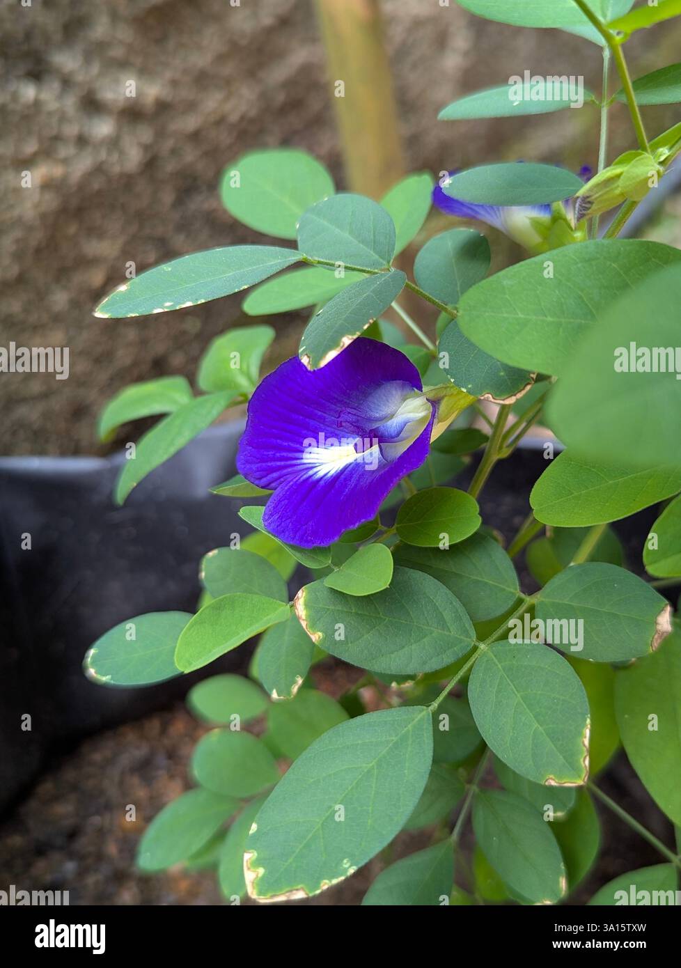Vibrant blue Butterfly Pea flower (Clitoria ternatea) blooming in a garden with lush green leaves. - Smartphone Captured Stock Image