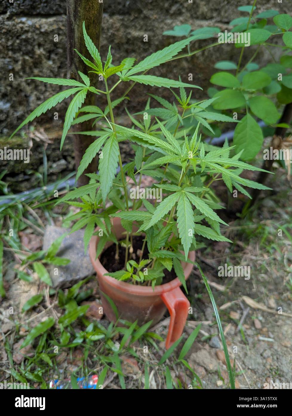 Cannabis-like green plant growing in a clay pot outdoors, surrounded by soil and natural vegetation. - Smartphone Captured Stock Image