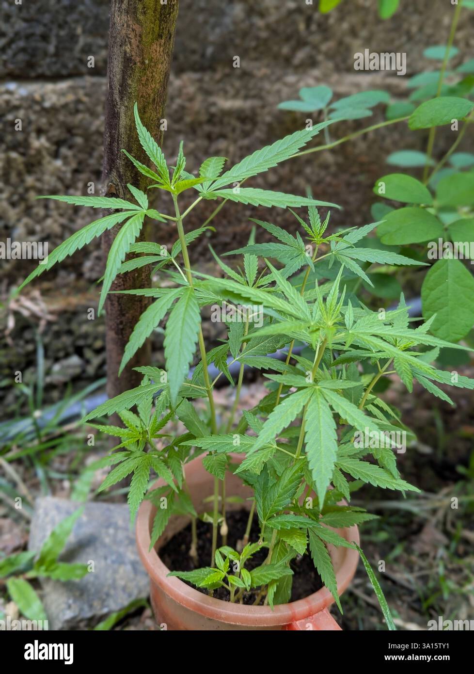 Cannabis-like green plant growing in a clay pot outdoors, surrounded by soil and natural vegetation. - Smartphone Captured Stock Image