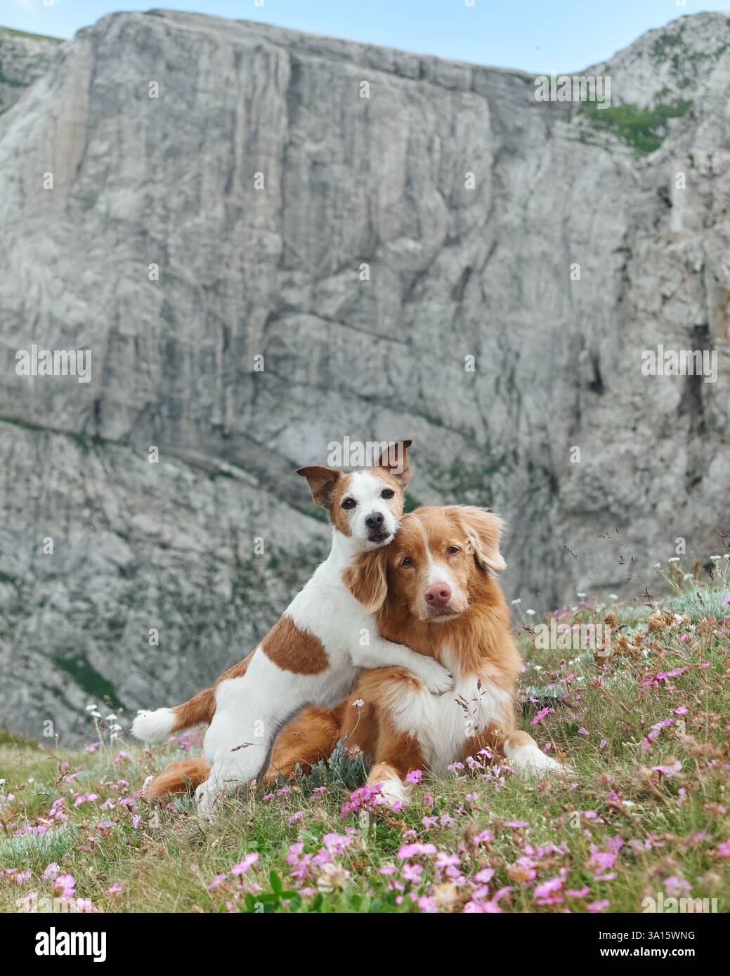 Two dogs Nova Scotia Duck Tolling Retriever and Jack Russell Terrier ...