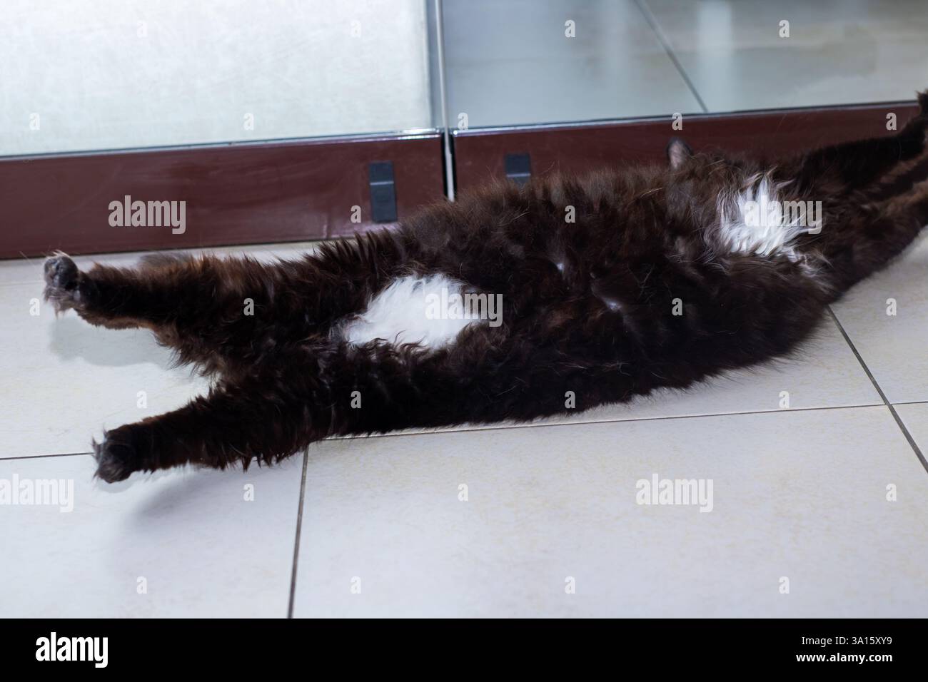 A sleek black cat with striking yellow eyes is comfortably laying on ...