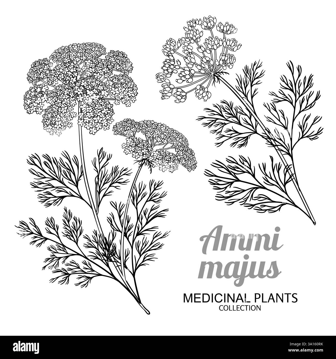 Queen annes lace illustration hi-res stock photography and images - Alamy, image size:1300x1390