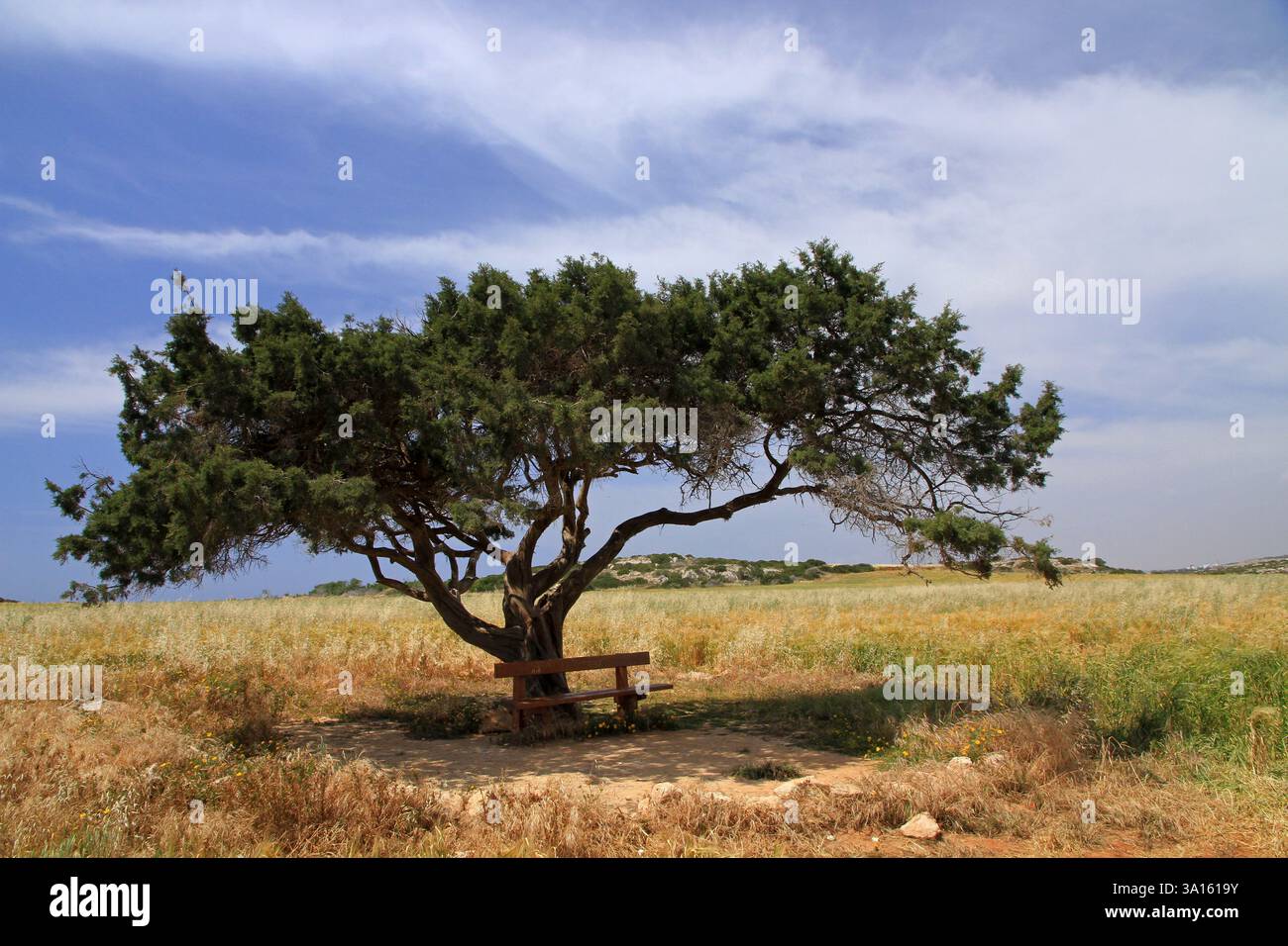 Alone tree hi-res stock photography and images - Alamy