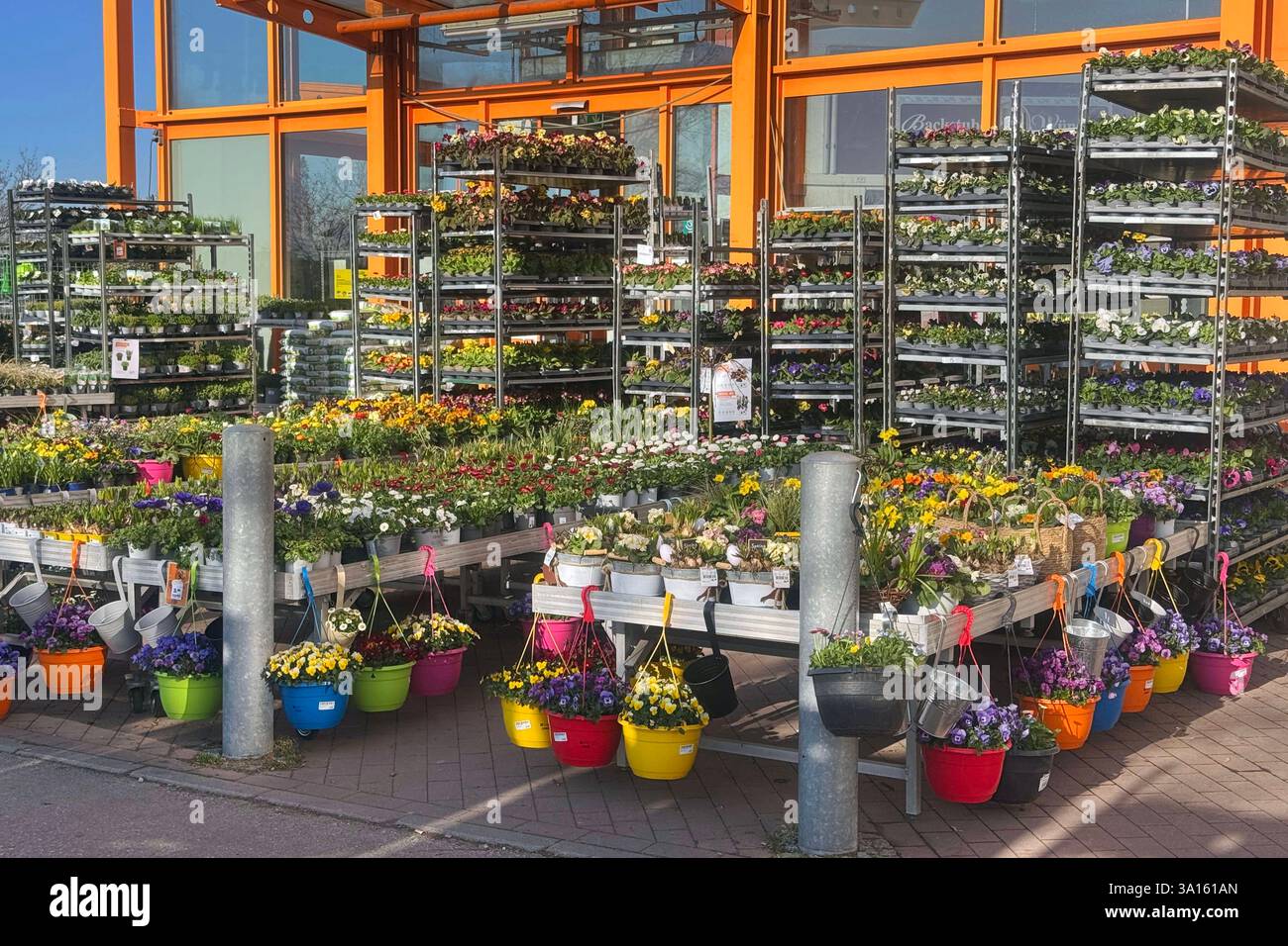 fruehlingspflanzensortiment-beim-baumarkt-obi-spring-plant