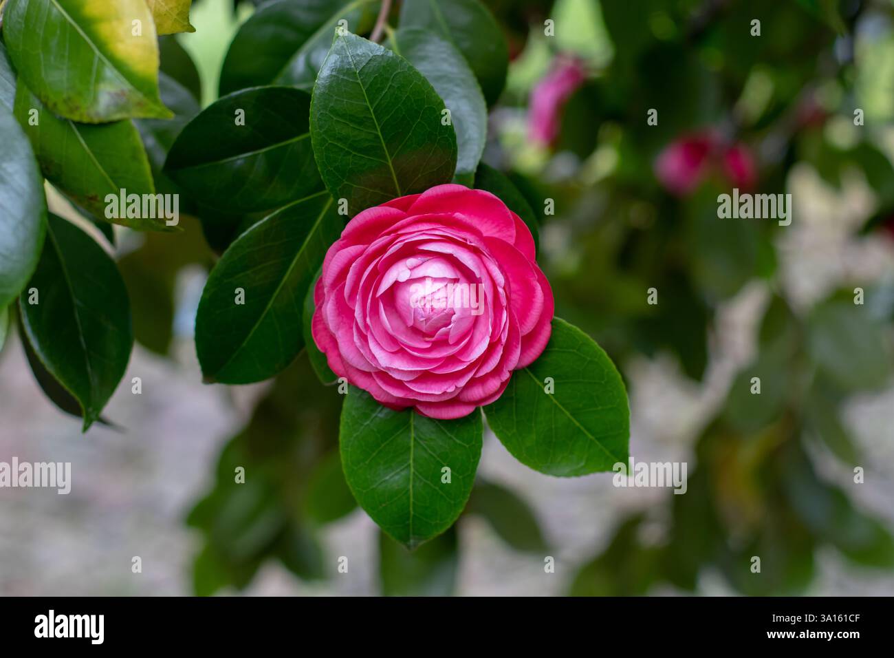 Camellia garden hi-res stock photography and images - Alamy