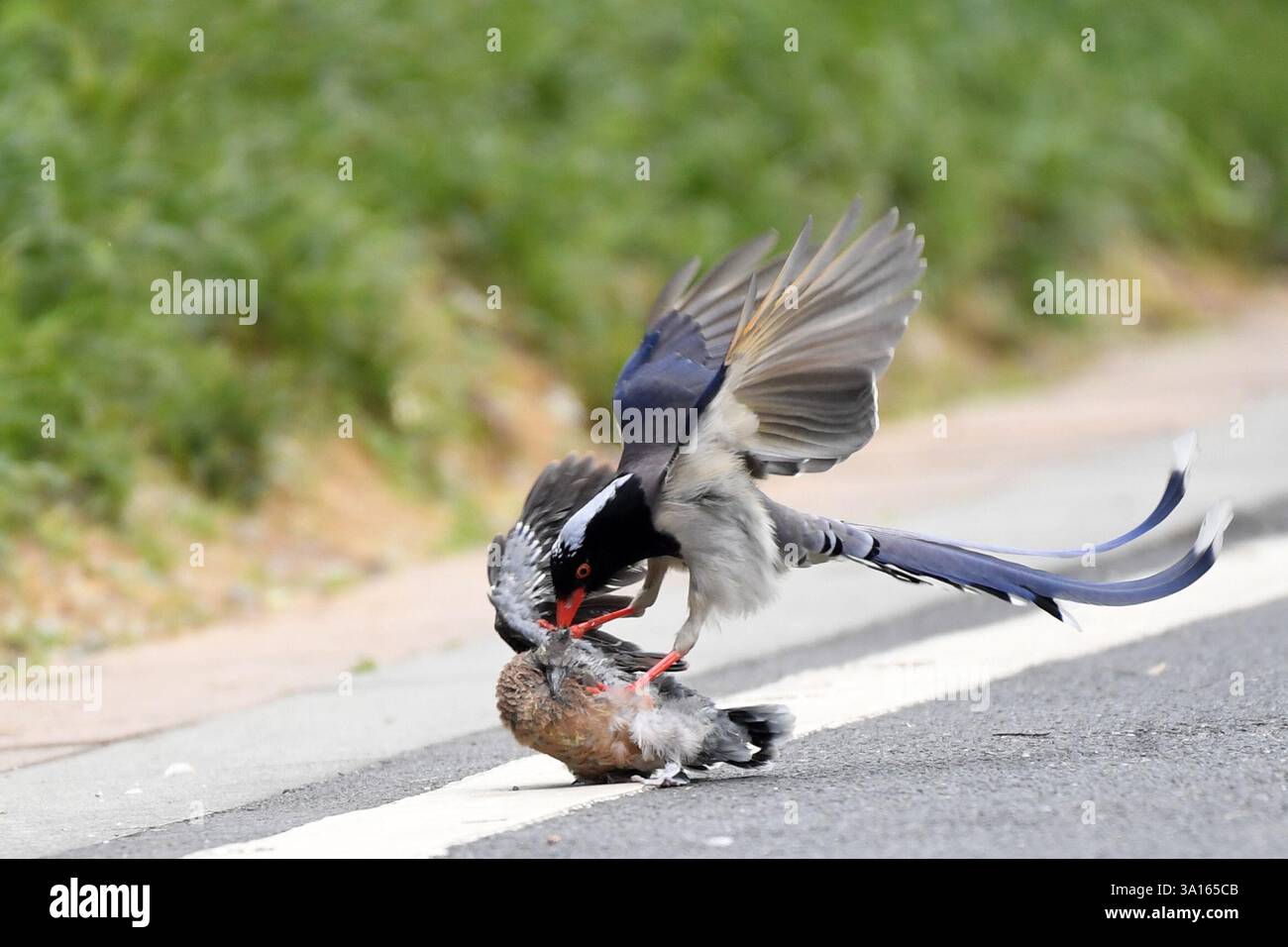 Magpie Turtle RENHUAI, CHINA - MARCH 7, 2025 - A red-billed blue magpie hunts an ...