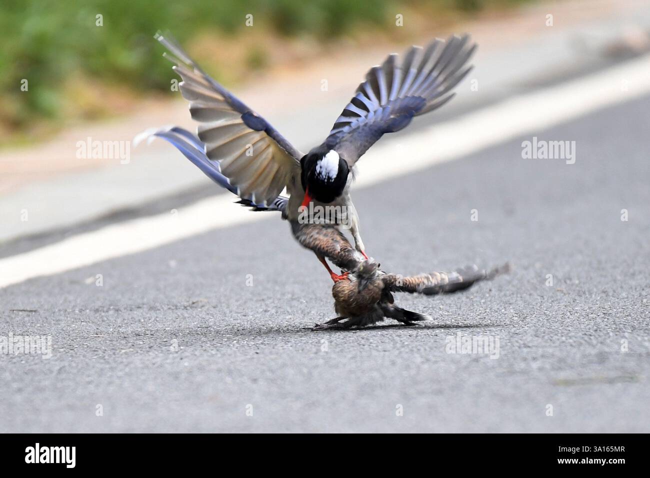 Magpie Turtle RENHUAI, CHINA - MARCH 7, 2025 - A red-billed blue magpie hunts an ...
