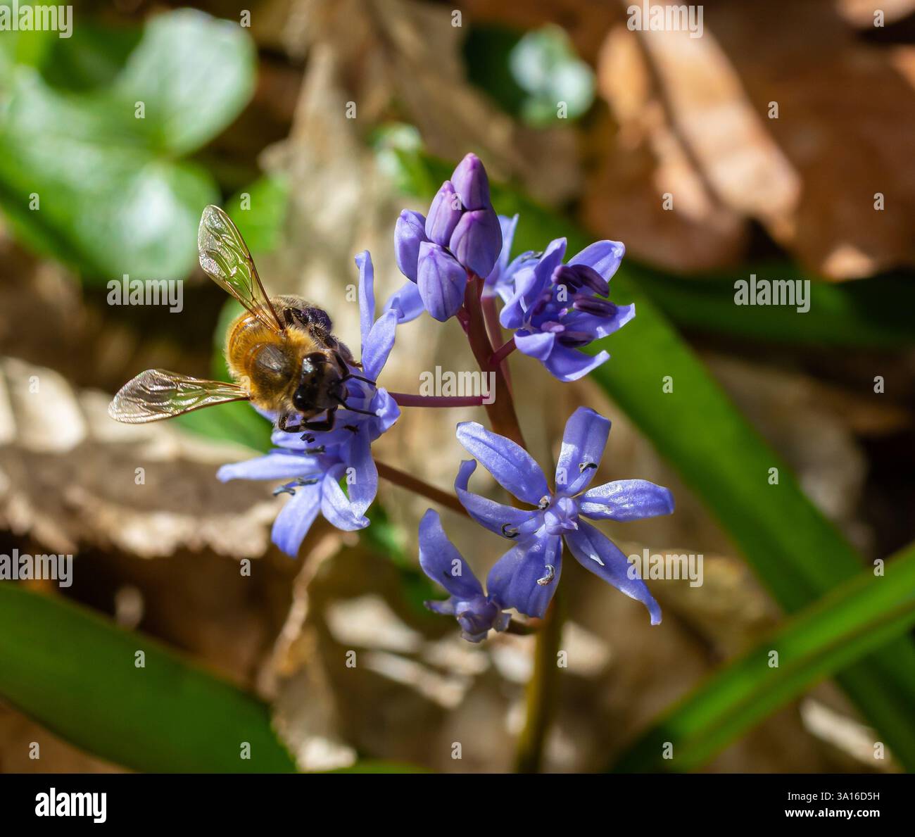 Working bee on a Scylla flowers in the park in spring Stock Photo - Alamy