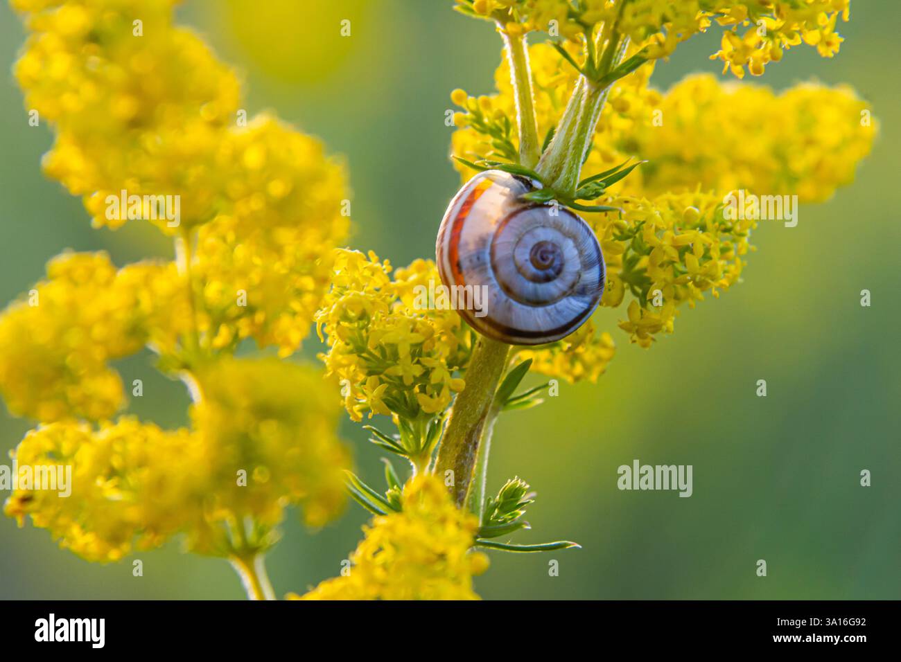 Heath snail Helicella itala banded form, a species of medium-sized, air ...