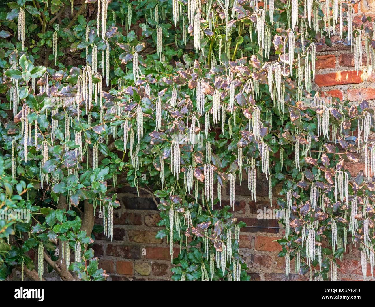 Catkins on a silk tassel bush against a garden wall Stock Photo