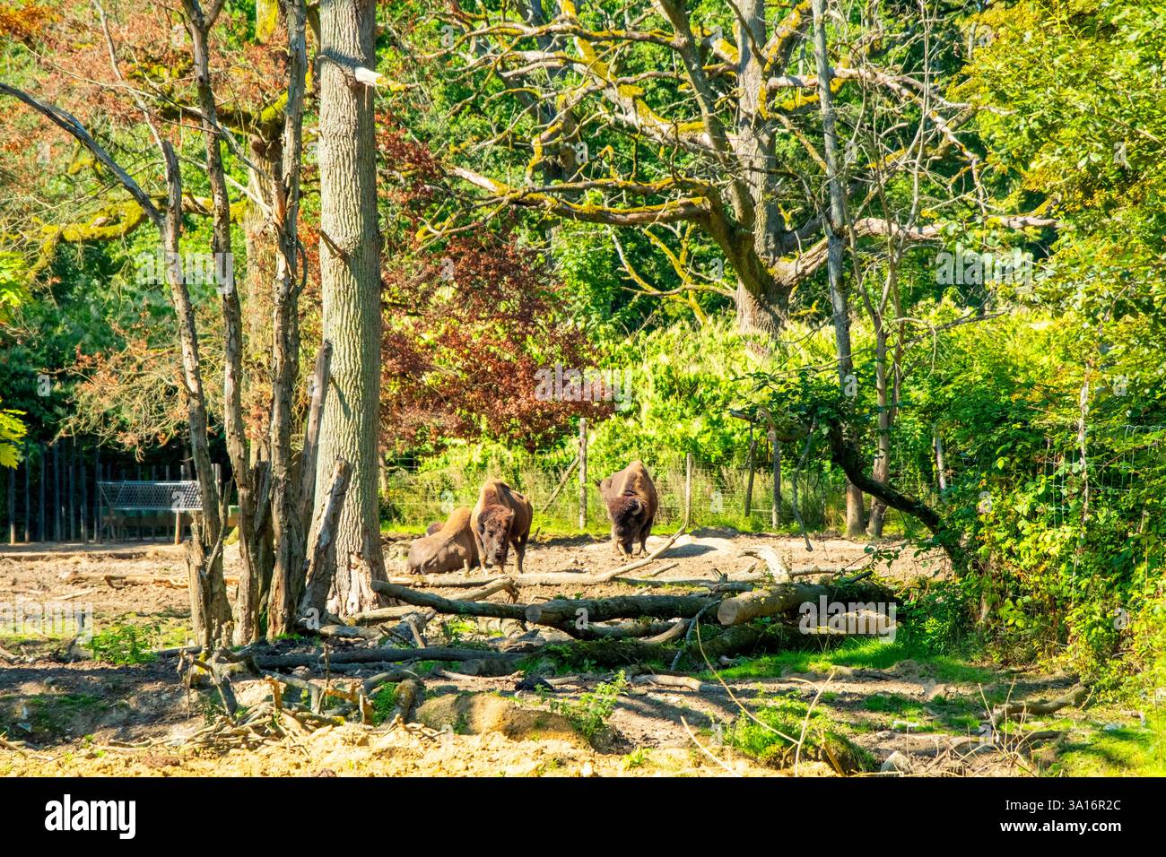France, Seine et Marne, Ferolles Attilly, Attilly zoo, bison Stock Photo