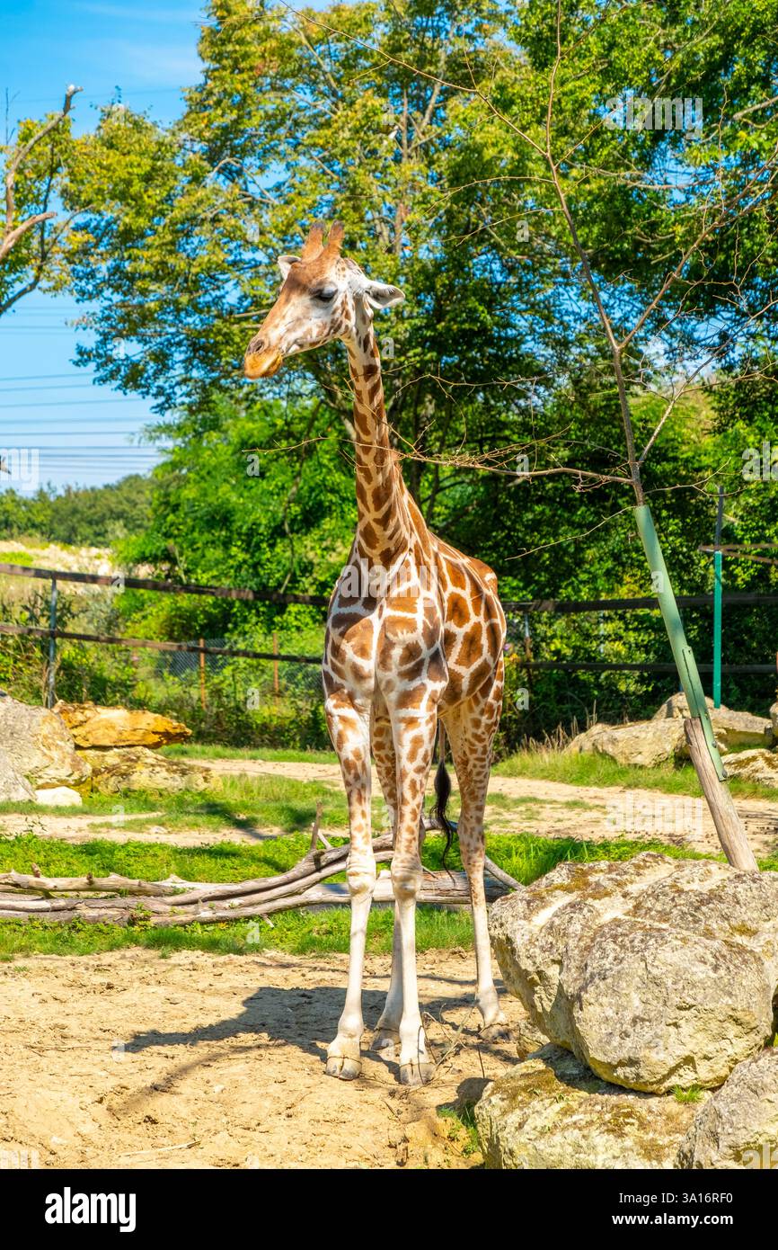 France, Seine et Marne, Ferolles Attilly, Attilly zoo, giraffe Stock Photo