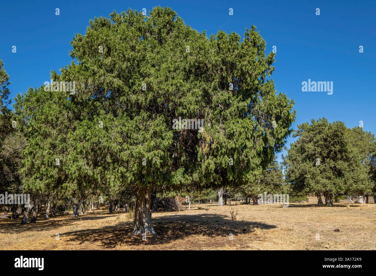 Juniper forest (Juniperus thurifera), listed monumental tree ...