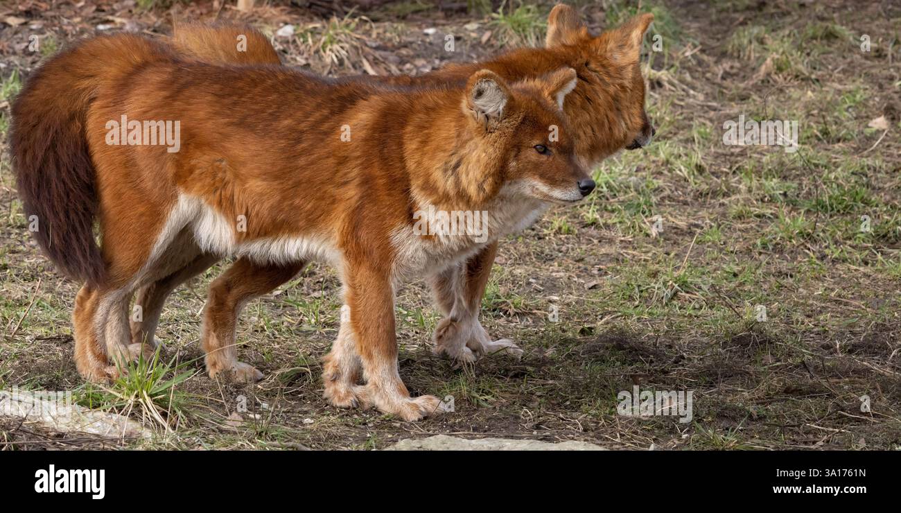 Ussuri dhole (Cuon alpinus alpinus), also known as the Indian wild dog Stock Photo
