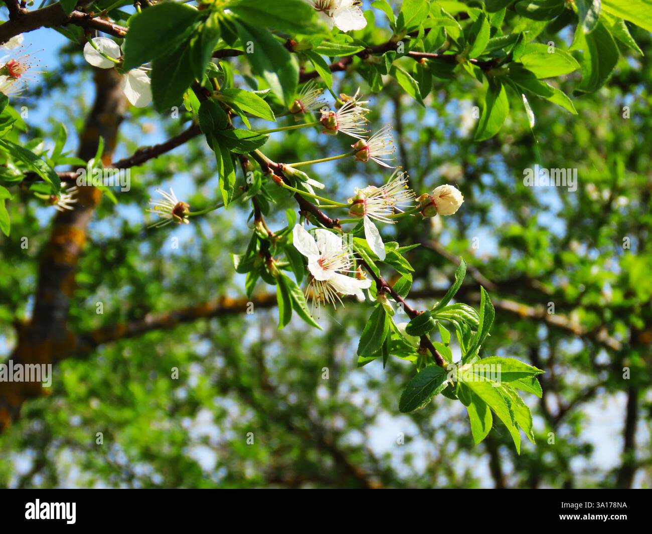 Spring mood, cherry tree flowers Stock Photo