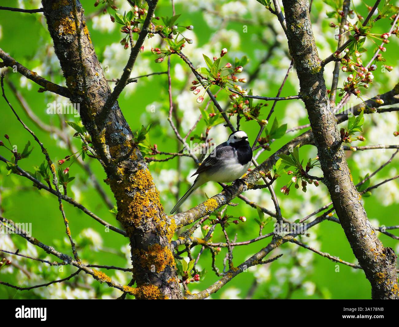 Spring mood, cherry tree life Stock Photo