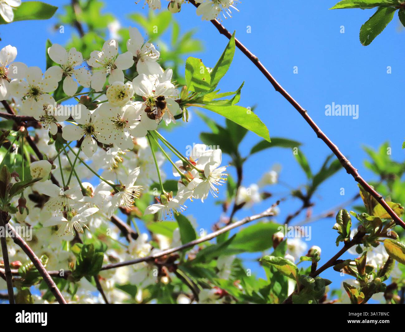 Spring mood, cherry tree flowers Stock Photo