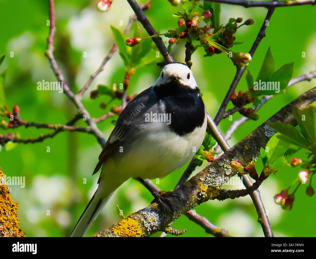 Spring mood, cherry tree flowers Stock Photo