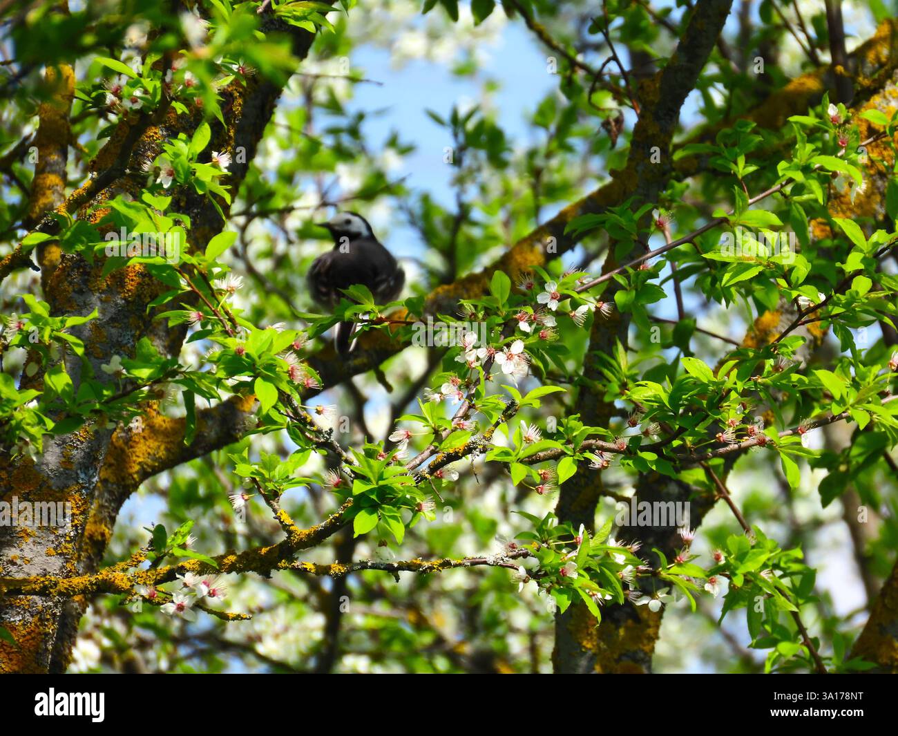 Spring mood, cherry tree flowers Stock Photo