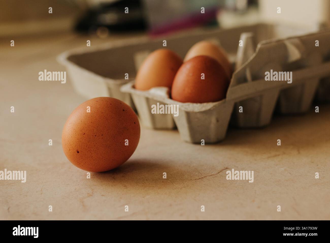 Front Agg Brown speckled egg sits in front of egg carton on kitchen counter Stock ...