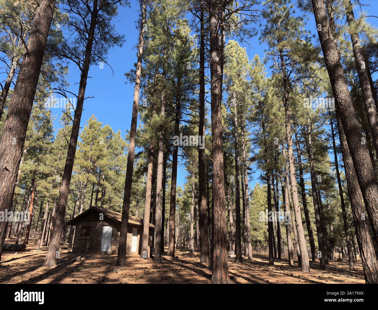 Small stone cabin surrounded by tall pine trees in forest setting Stock ...