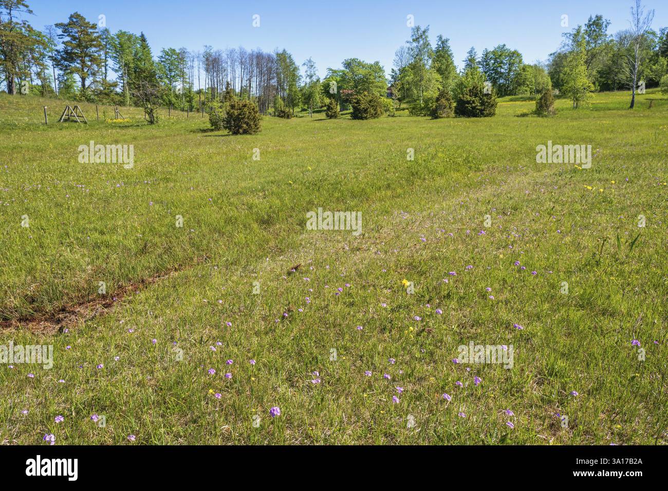 Birds Eye Meadow