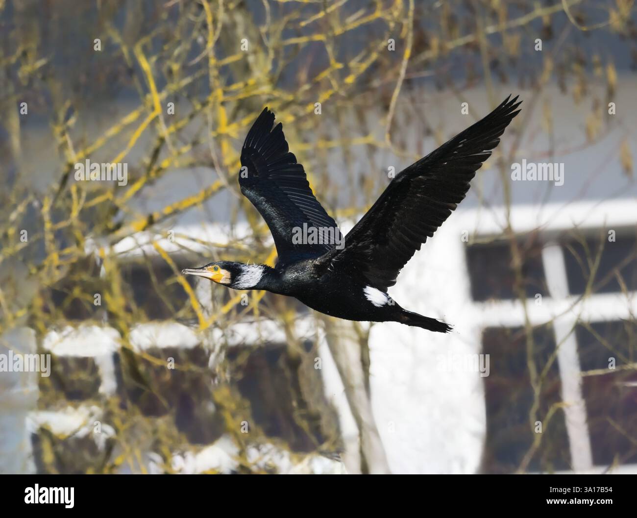 Common Cormorant (Phalacrocorax carbo), adult in breeding plumage, in ...
