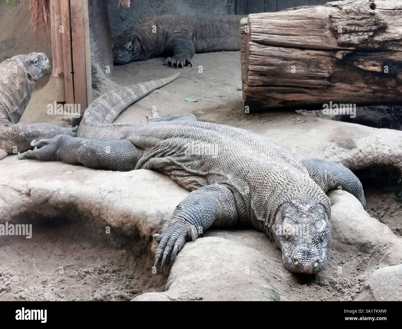 big dragon lizard is resting in the garden Stock Photo
