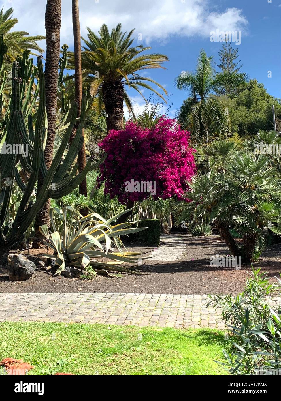 Park in Tenerife Canary Island Islands Spain Cacti plants big trees Palm tree statue statues walk walking visit old quant life living locals people - Smartphone Captured Stock Image