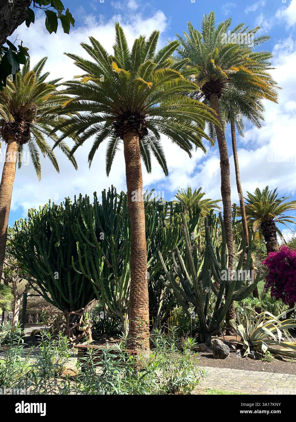 Park in Tenerife Canary Island Islands Spain Cacti plants big trees Palm tree statue statues walk walking visit old quant life living locals people - Smartphone Captured Stock Image