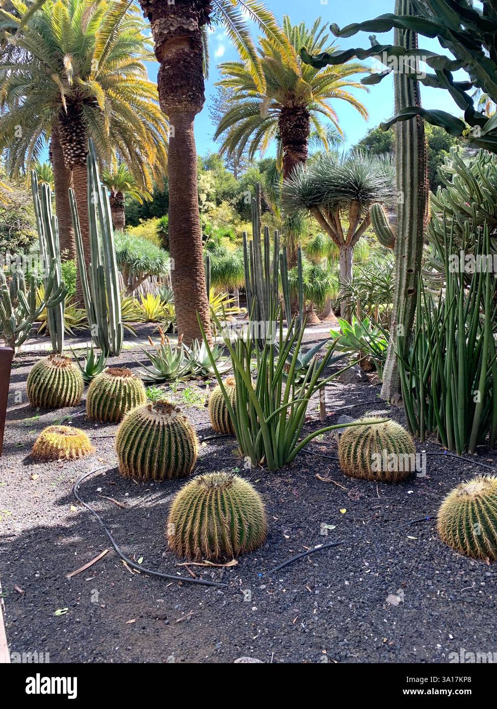 Park in Tenerife Canary Island Islands Spain Cacti plants big trees Palm tree statue statues walk walking visit old quant life living locals people - Smartphone Captured Stock Image