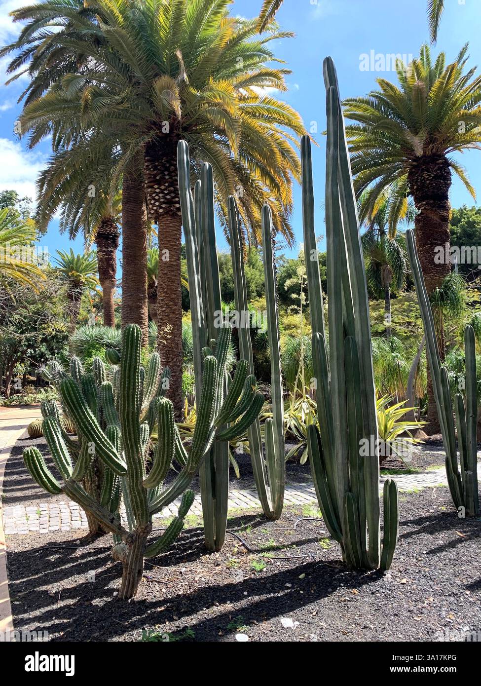 Park in Tenerife Canary Island Islands Spain Cacti plants big trees Palm tree statue statues walk walking visit old quant life living locals people - Smartphone Captured Stock Image