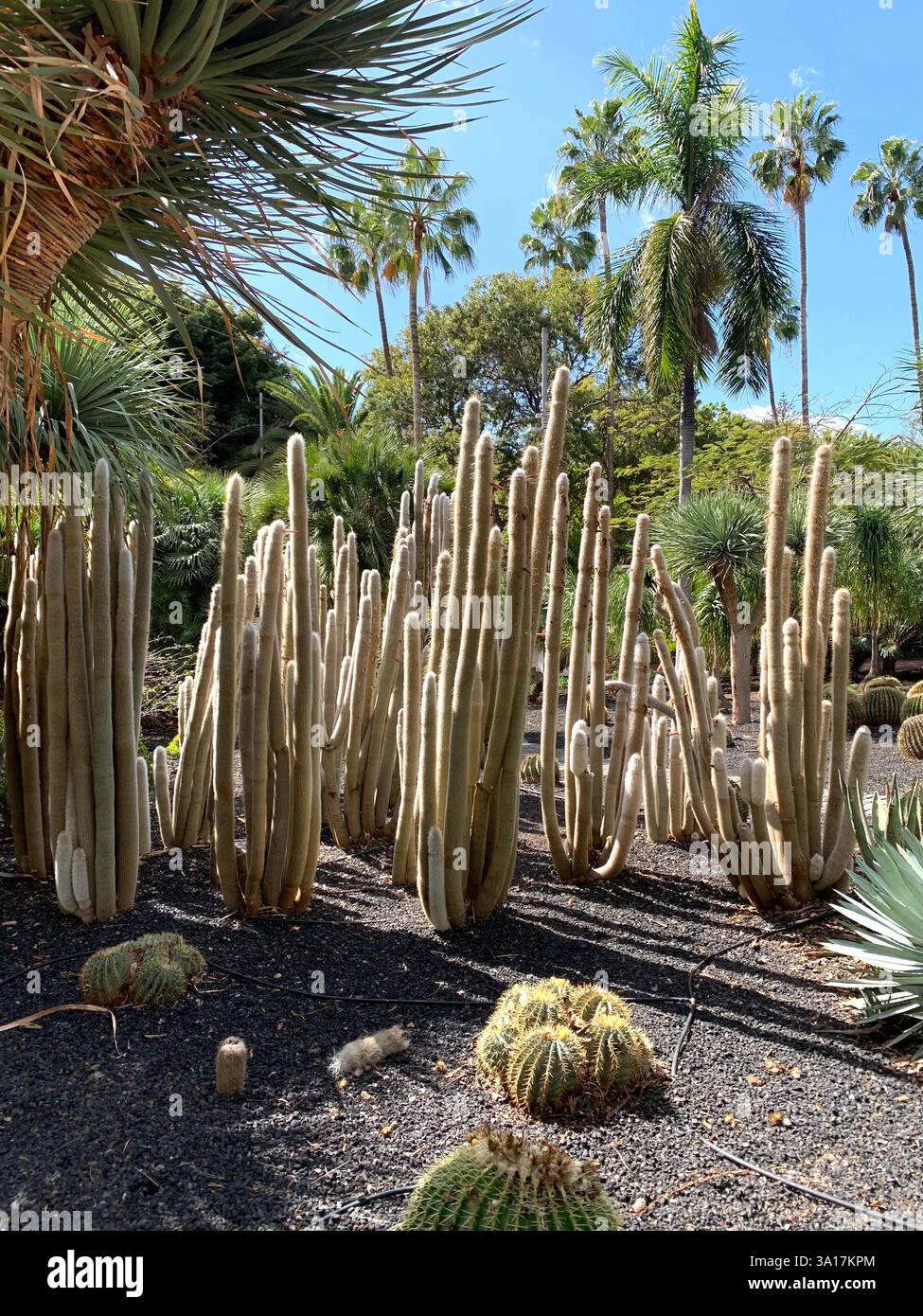 Park in Tenerife Canary Island Islands Spain Cacti plants big trees Palm tree statue statues walk walking visit old quant life living locals people - Smartphone Captured Stock Image