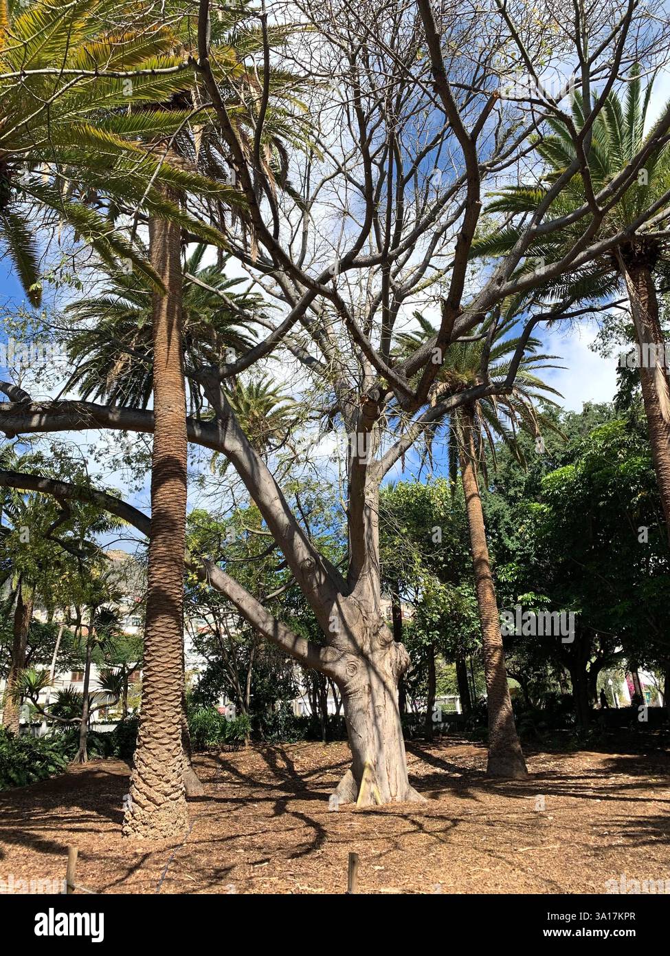 Park in Tenerife Canary Island Islands Spain Cacti plants big trees Palm tree statue statues walk walking visit old quant life living locals people - Smartphone Captured Stock Image