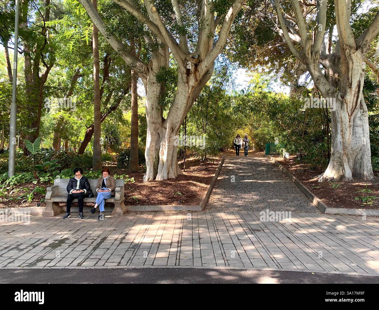 Park in Tenerife Canary Island Islands Spain Cacti plants big trees Palm tree statue statues walk walking visit old quant life living locals people - Smartphone Captured Stock Image